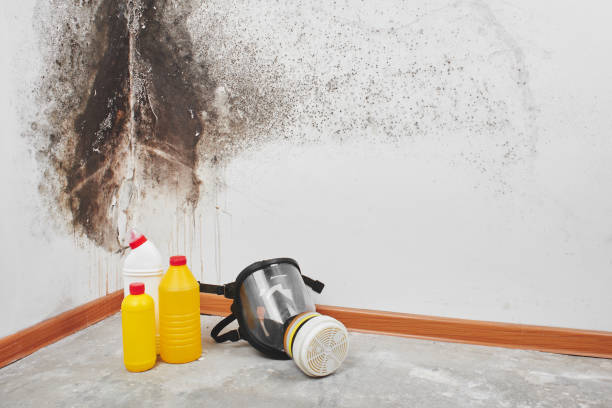 Best Mold Removal for HVAC Installations  in USA